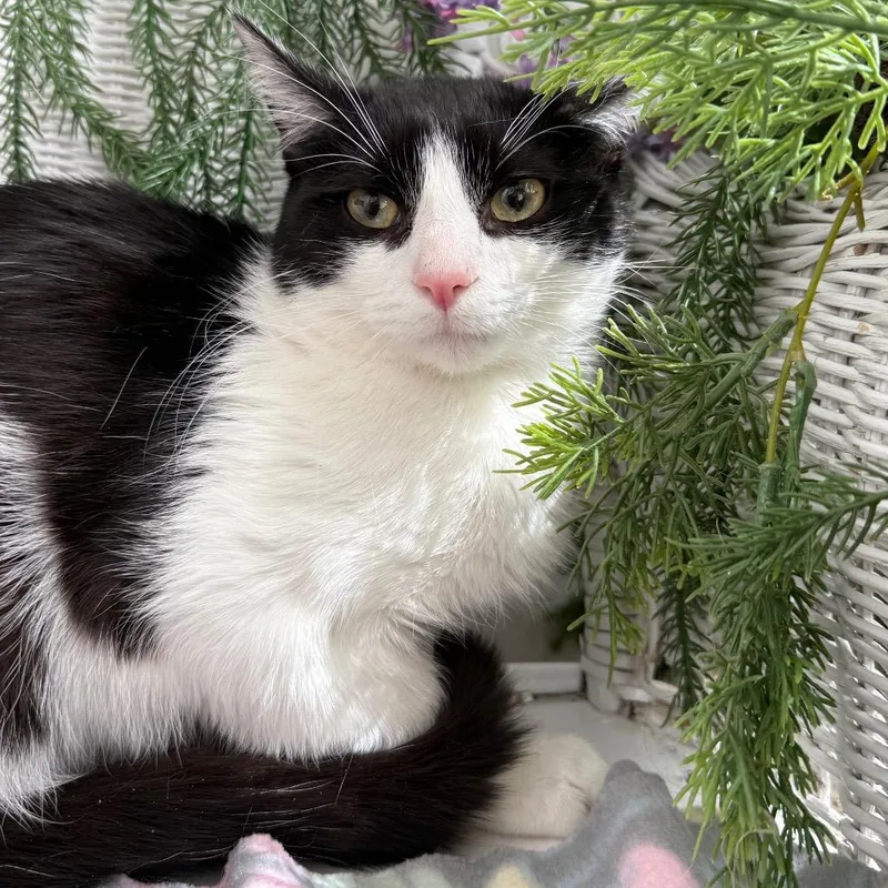 An adult medium-sized male Black Domestic Short Hair cat named Karma K for adoption in Eaton Rapids, MI