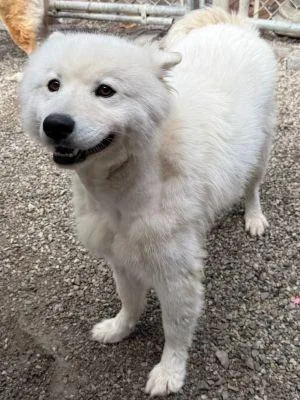 A young medium-sized male American Eskimo Dog dog named Rocket for adoption in Savannah, MO