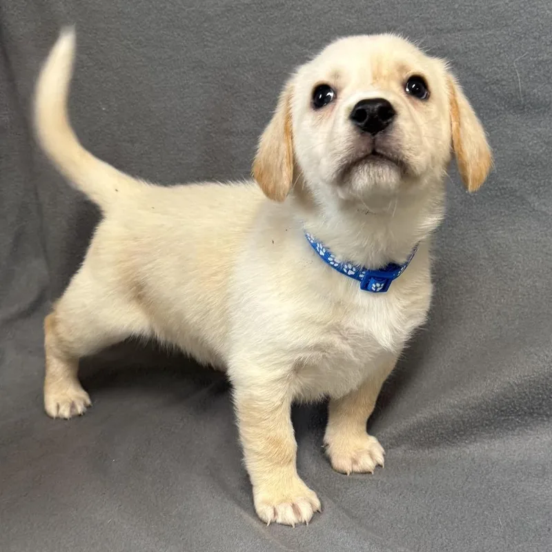 A baby small-sized male Yellow / Tan / Blond / Fawn Basset Hound dog named D for adoption in Elbow Lake, MN