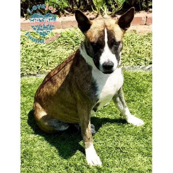 A young medium-sized female Brindle Pit Bull Terrier dog named Liberty Coh for adoption in Inglewood, CA