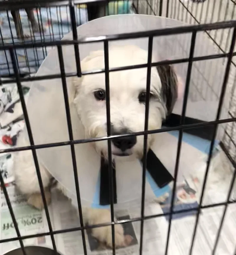 A young medium-sized male White / Cream Schnoodle dog named Oliver for adoption in Parma, OH