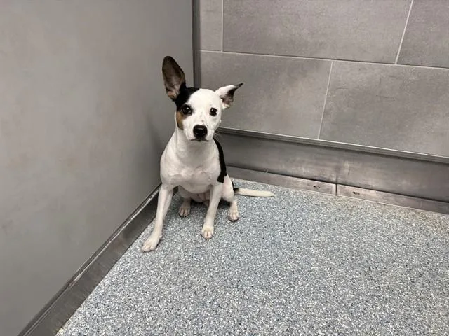 An adult small-sized female Mixed Breed dog named Shearwater for adoption in Garland, TX