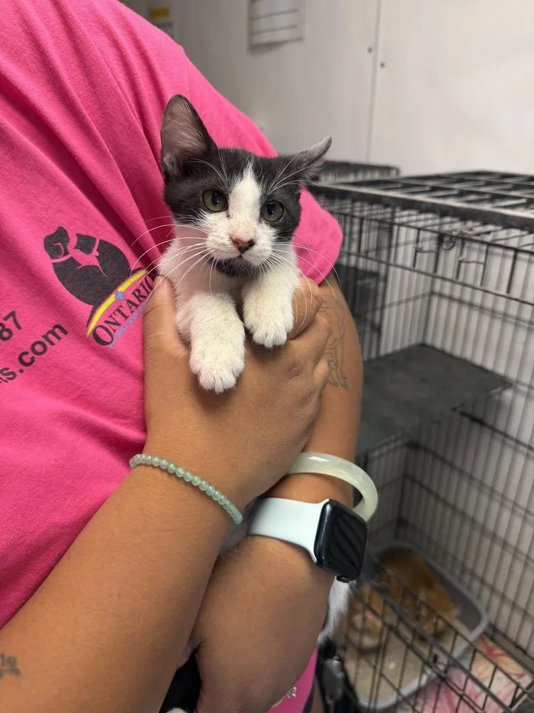 A young small-sized male Black & White / Tuxedo Domestic Short Hair cat named Kane for adoption in Ontario, CA
