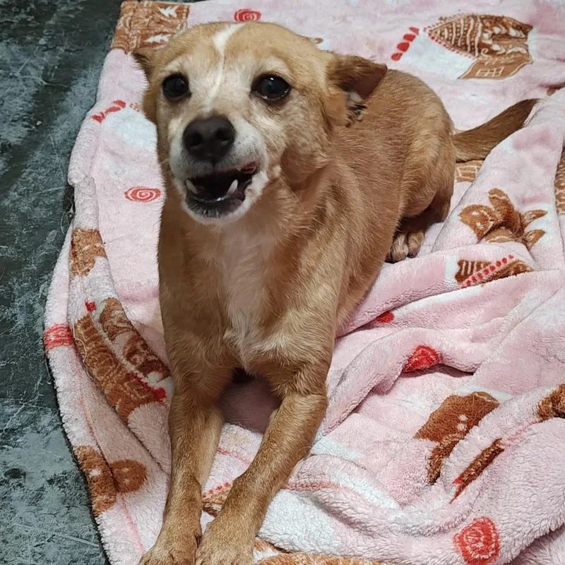 A senior small-sized female Brown / Chocolate Terrier dog named Bacon for adoption in Upland, CA