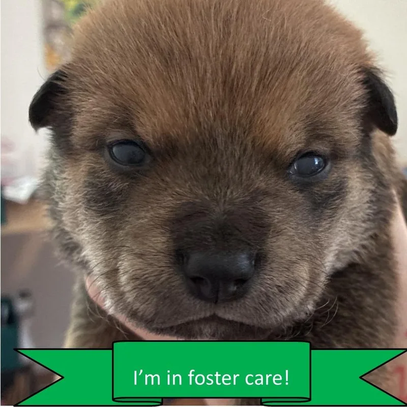 A baby medium-sized male Brown / Chocolate Mixed Breed dog named Justin for adoption in Tulsa, OK