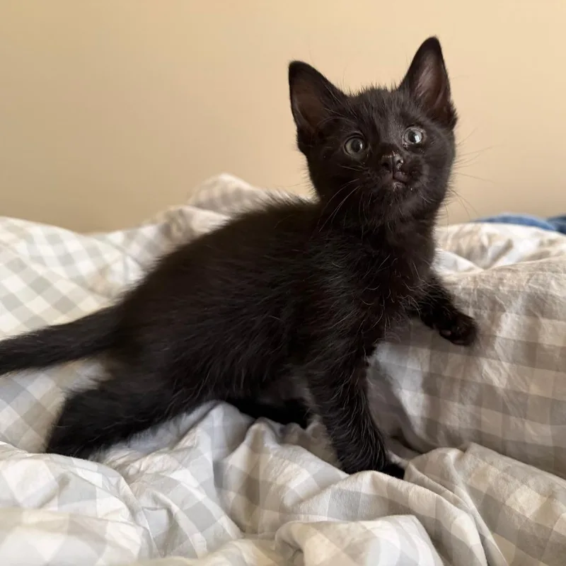 A baby small-sized male Black Domestic Short Hair cat named Thistle C for adoption in Minnetonka, MN