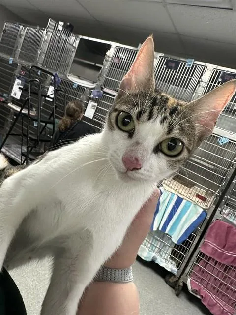 A young large-sized female Domestic Short Hair cat named A for adoption in Pasadena, TX