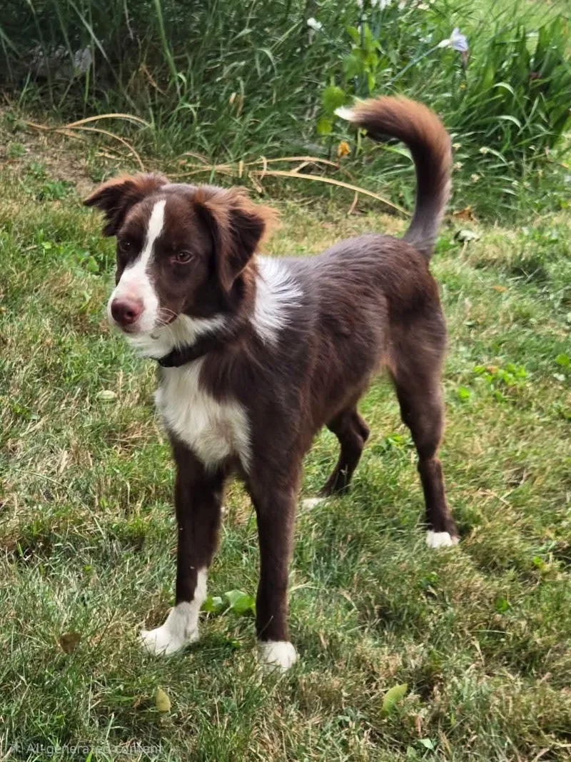 A baby medium-sized male Border Collie dog named Pepsi for adoption in Seville, OH