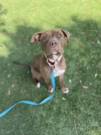 An adult large-sized female Pit Bull Terrier dog named Honey for adoption in Daytona Beach, FL