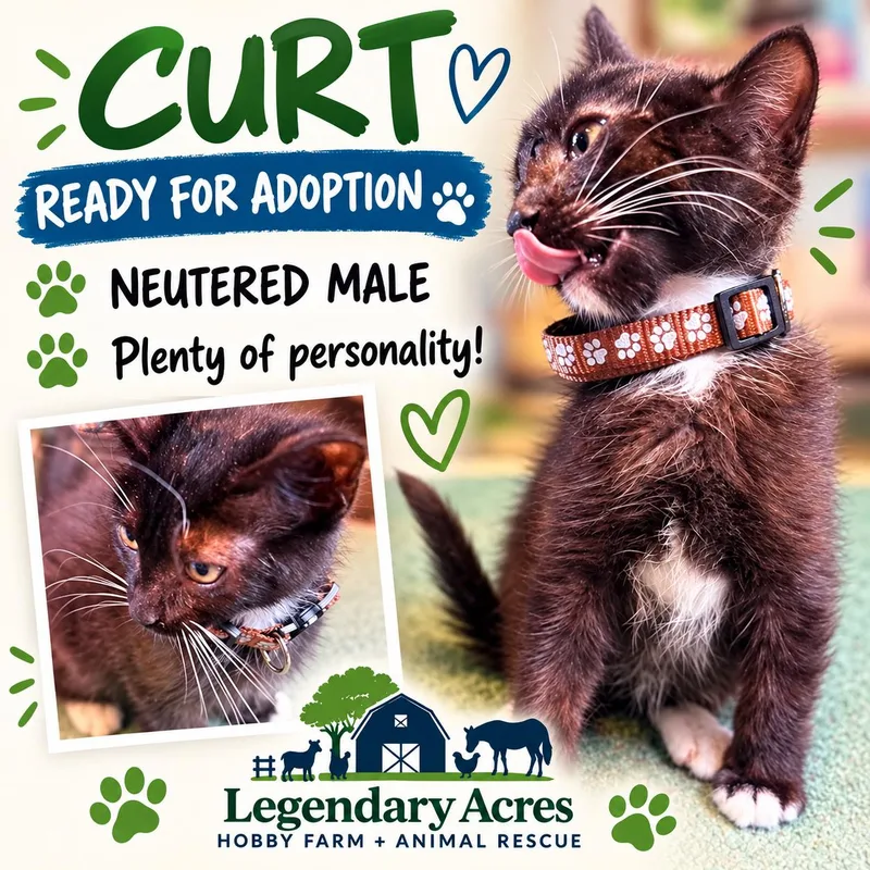 Curt