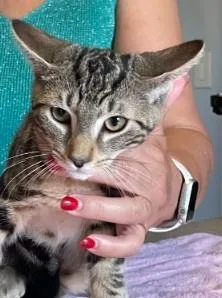 A baby medium-sized male Tabby (Brown / Chocolate) Abyssinian cat named Bentley for adoption in Berkeley Heights, NJ