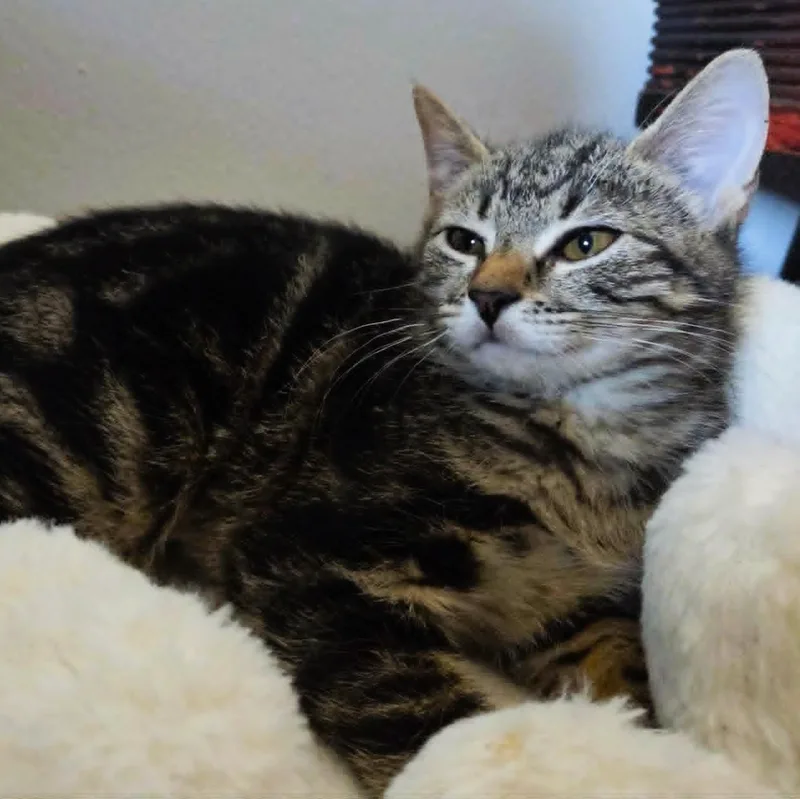 A baby medium-sized female Brown / Chocolate Tabby cat named Jonesy for adoption in Brooklyn, NY