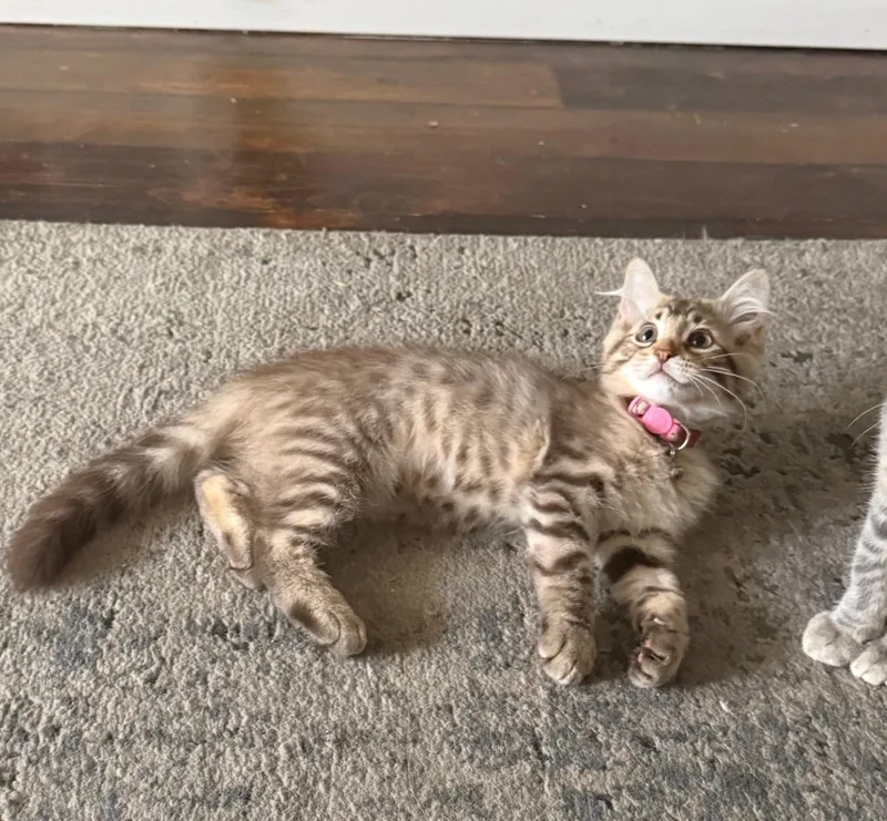 Savannah