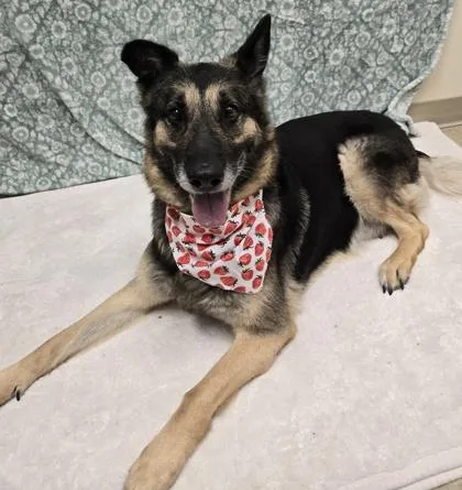 An adult large-sized female German Shepherd Dog dog named Pocahontas for adoption in Hamilton, OH