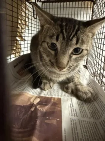 A young small-sized male Domestic Short Hair cat named Sam for adoption in Van Nuys, CA