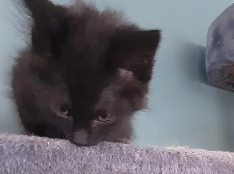 A baby small-sized male Black Domestic Medium Hair cat named Mr. Conner for adoption in Aylett, VA