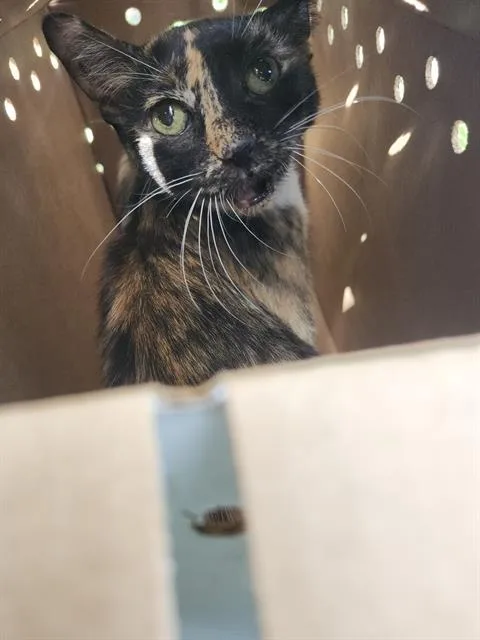 A young medium-sized female Domestic Short Hair cat named 1-6 for adoption in San Antonio, TX