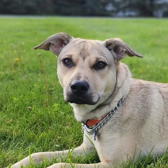 A young medium-sized male Labrador Retriever dog named Rico for adoption in Carmel, NY