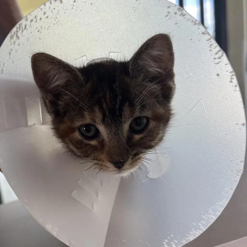 A baby small-sized female Black Domestic Short Hair cat named Trinity for adoption in Leander, TX