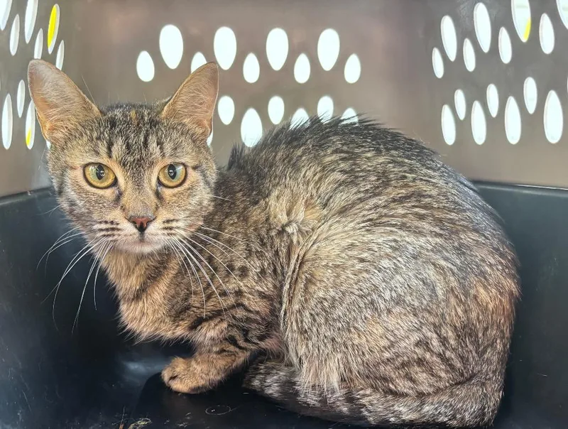 A young medium-sized female Domestic Short Hair cat named Noodle for adoption in Gorham, ME