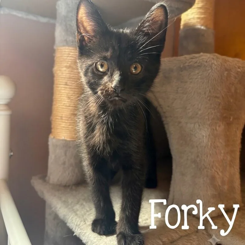 A baby medium-sized male Black Domestic Short Hair cat named Forky...from zoomies to snuggles—Forky for adoption in Murfreesboro, TN