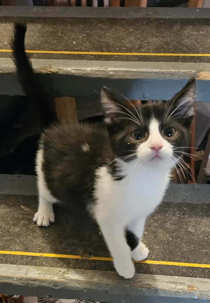 A baby small-sized male Black & White / Tuxedo Domestic Short Hair cat named Jet Pack for adoption in Lincoln Park, MI