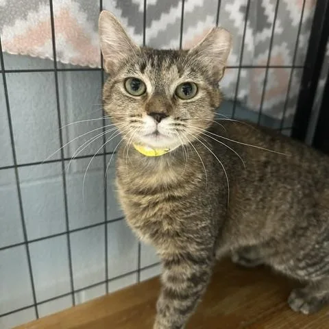 A young medium-sized female Tabby (Brown / Chocolate) Domestic Short Hair cat named Anastasia for adoption in Bryan, OH
