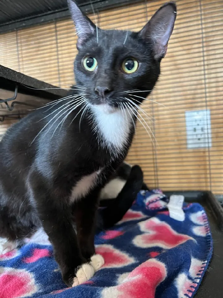 Gwen