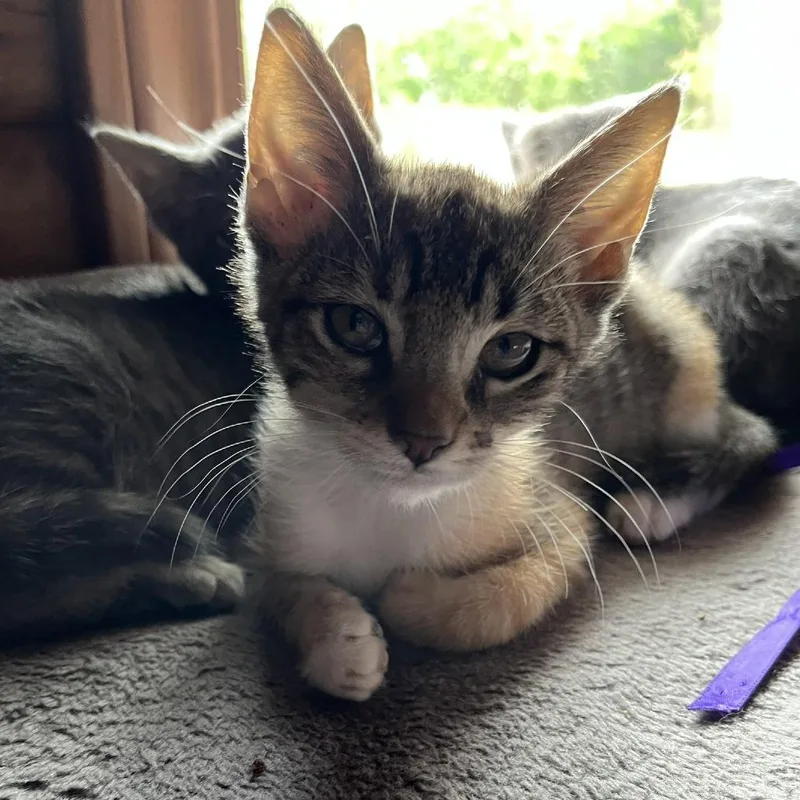 A baby small-sized female Torbie Domestic Short Hair cat named Tiger Lily for adoption in Santa Rosa, CA