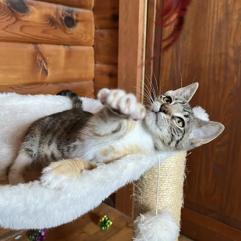 Tiger Lily thumbnail 5