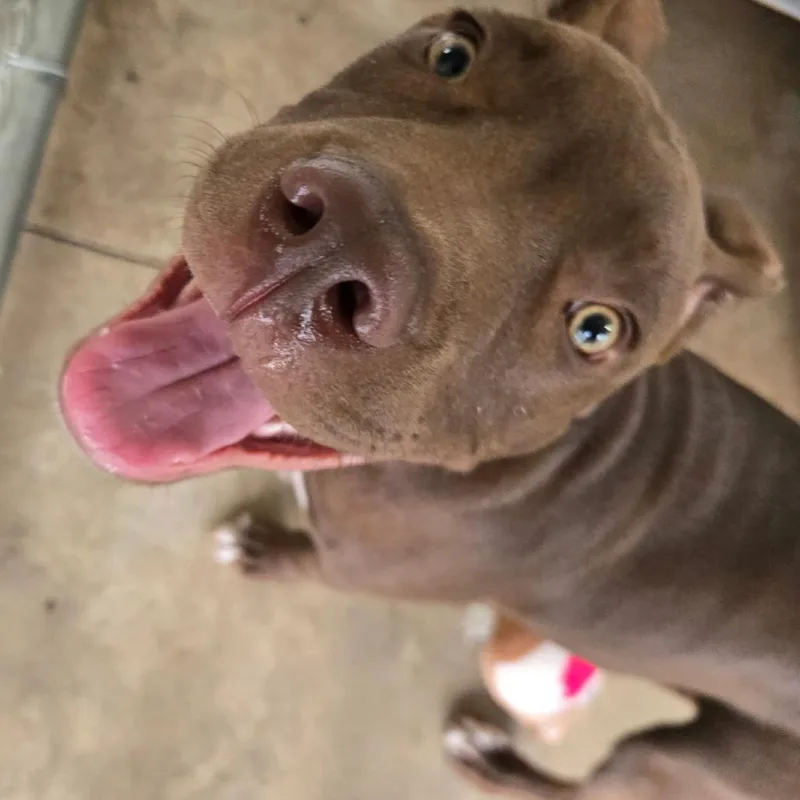 A baby medium-sized male Brown / Chocolate Pit Bull Terrier dog named Thunder for adoption in Mount Gilead, NC