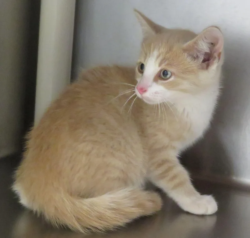 A baby medium-sized male Tabby (Buff / Tan / Fawn) Domestic Short Hair cat named Dutch for adoption in Lexington, VA
