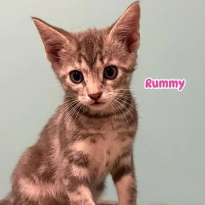 A baby medium-sized female Tabby (Gray / Blue / Silver) Domestic Short Hair cat named Rummy for adoption in Phoenixville, PA