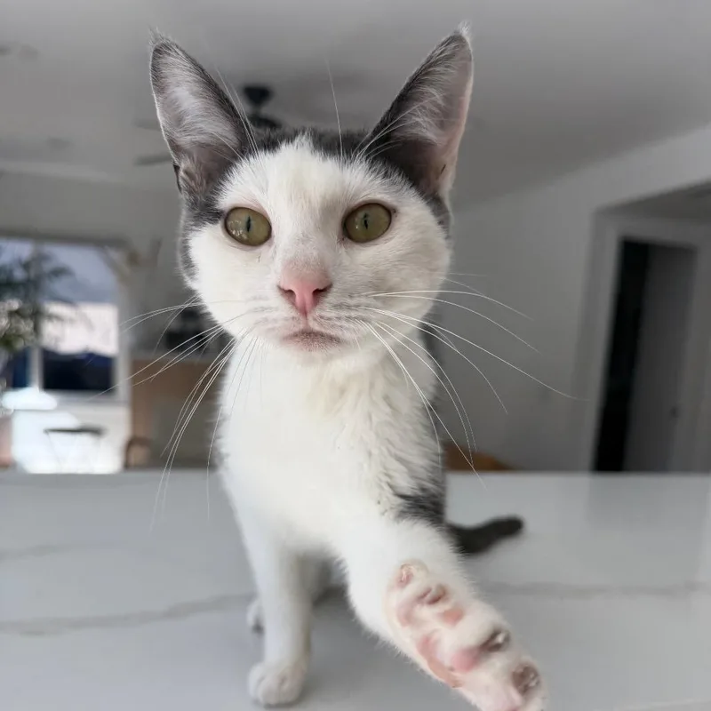 A young small-sized male Gray / Blue / Silver Domestic Short Hair cat named Beau for adoption in Tustin, CA