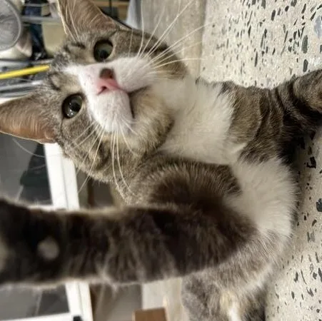 A young medium-sized male Gray & White American Shorthair cat named Michael for adoption in Edgewood, MD