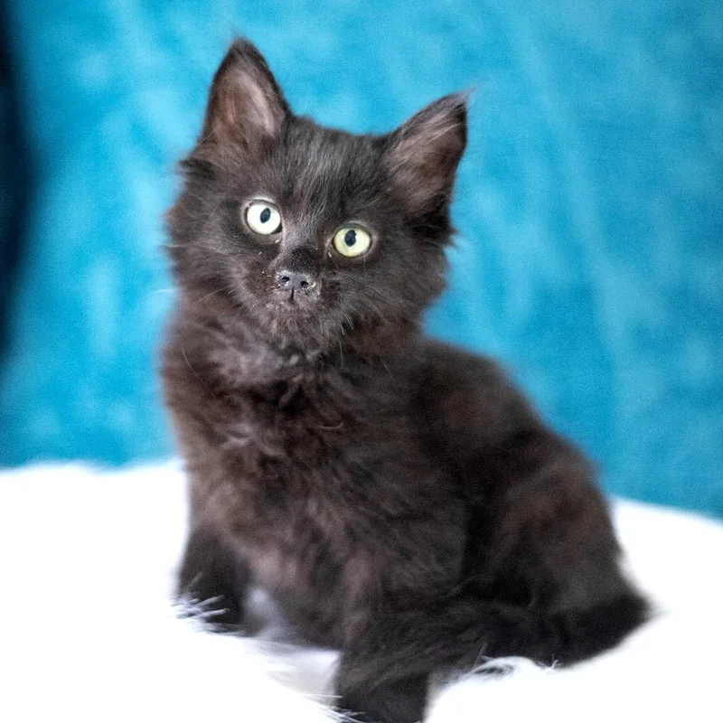 A baby small-sized male Black Domestic Medium Hair cat named Fluffin Puff for adoption in Brownsboro, AL