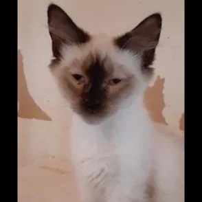 A baby medium-sized female Flame Point Siamese cat named Tequila for adoption in Richmond, VA