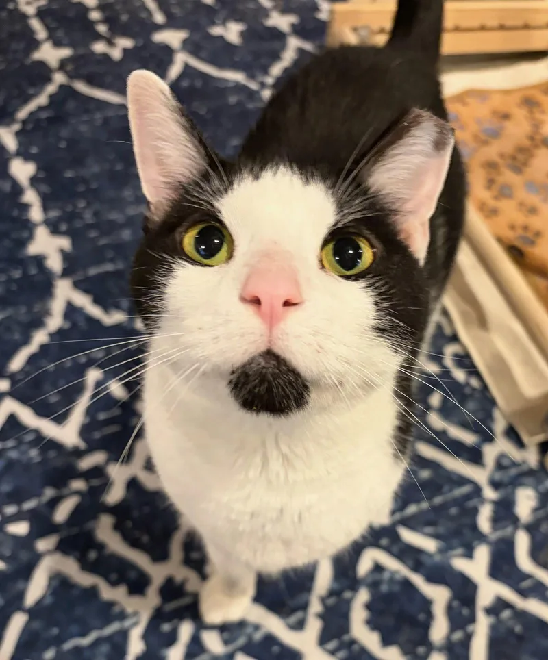 An adult medium-sized female Black & White / Tuxedo Domestic Short Hair cat named Bridget for adoption in Rootstown, OH