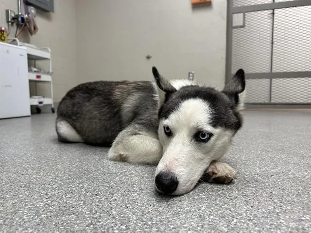 A young large-sized female Siberian Husky dog named Zuri for adoption in Pasadena, TX