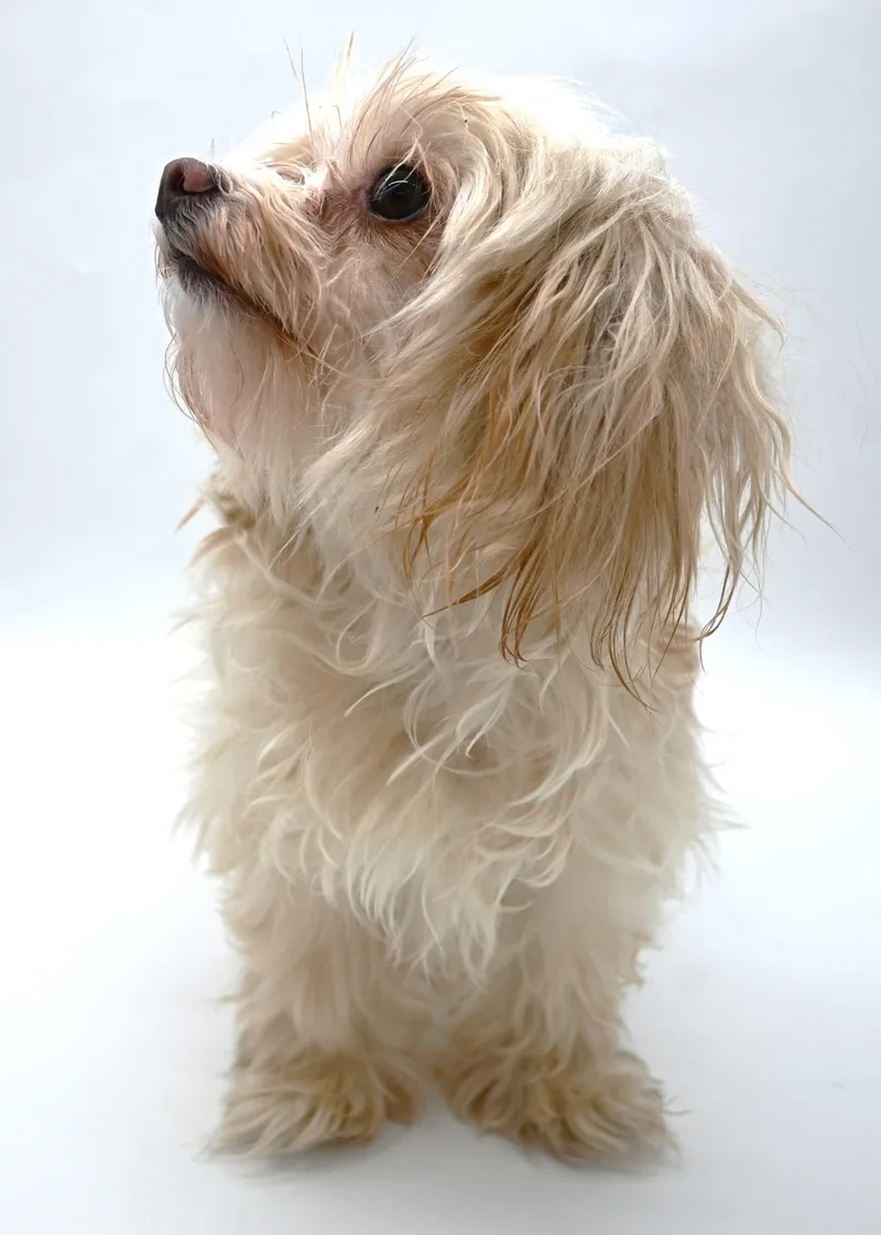 An adult small-sized female Maltese dog named Zilly . for adoption in Mobile, AL