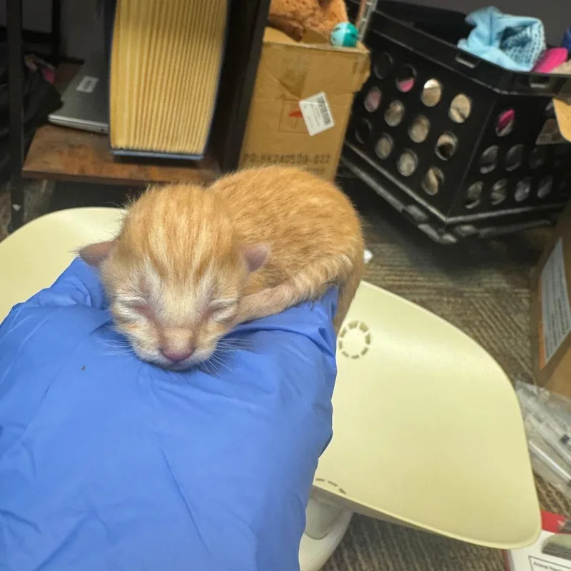 A baby small-sized male Domestic Medium Hair cat named Pig for adoption in Columbus, GA