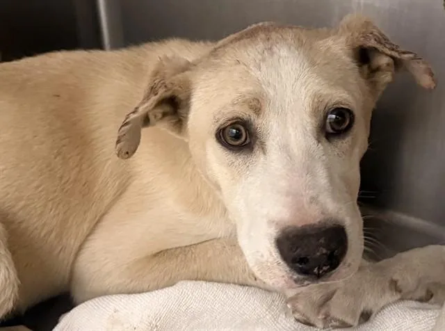 A baby small-sized female Siberian Husky dog named Piglet for adoption in Tucson, AZ