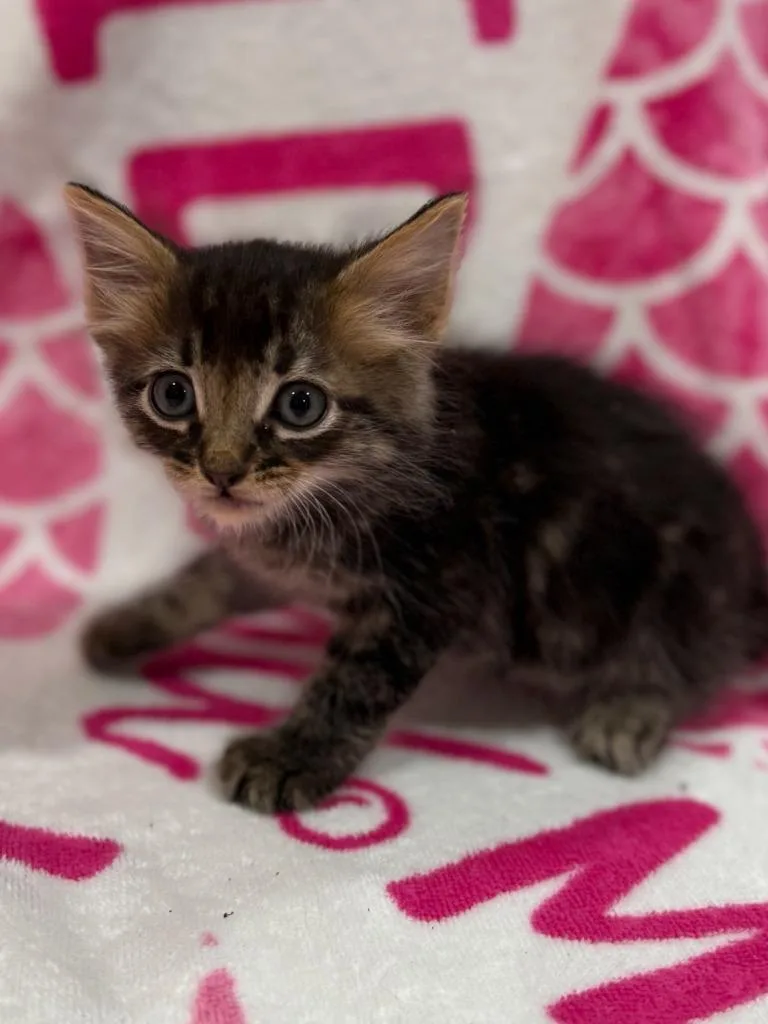 A baby medium-sized male Domestic Medium Hair cat named Boston for adoption in Vacaville, CA