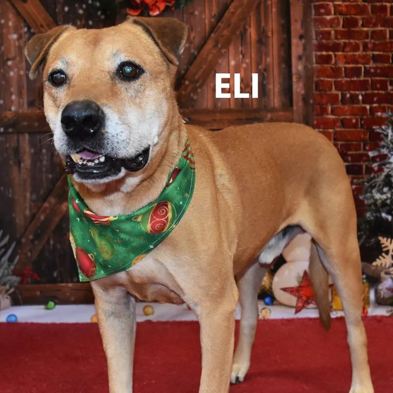 An adult large-sized male Yellow / Tan / Blond / Fawn Golden Retriever dog named Eli for adoption in Yuma, AZ