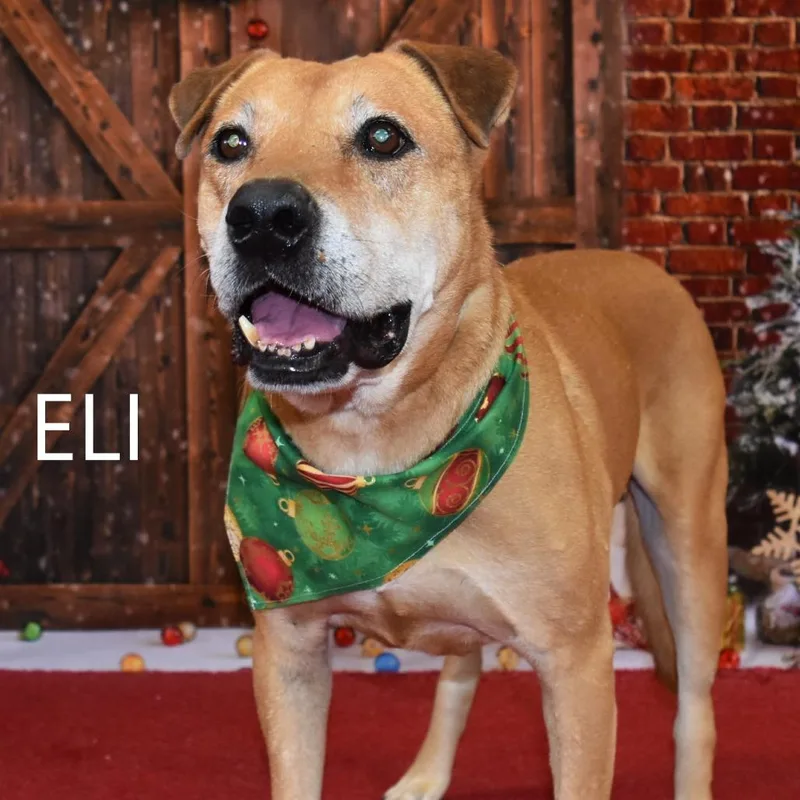 Eli thumbnail 2