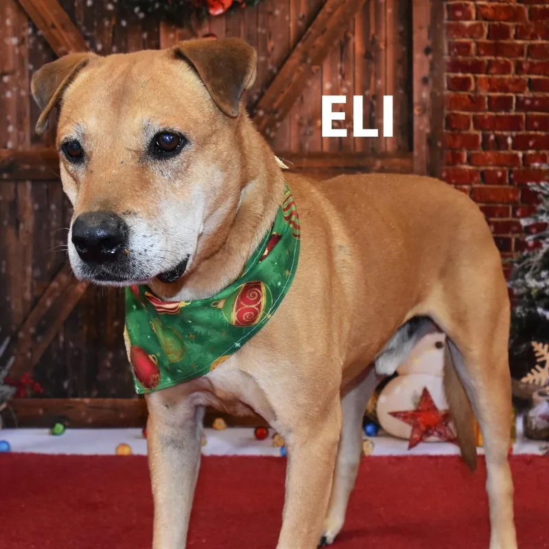 Eli thumbnail 3