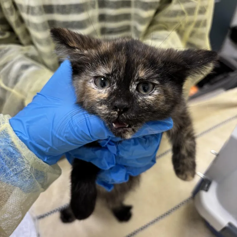 A baby small-sized female Tortoiseshell Domestic Short Hair cat named Isla for adoption in Evanston, IL