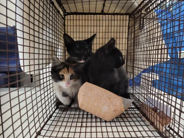 A baby small-sized female Domestic Short Hair cat named A for adoption in San Pedro, CA