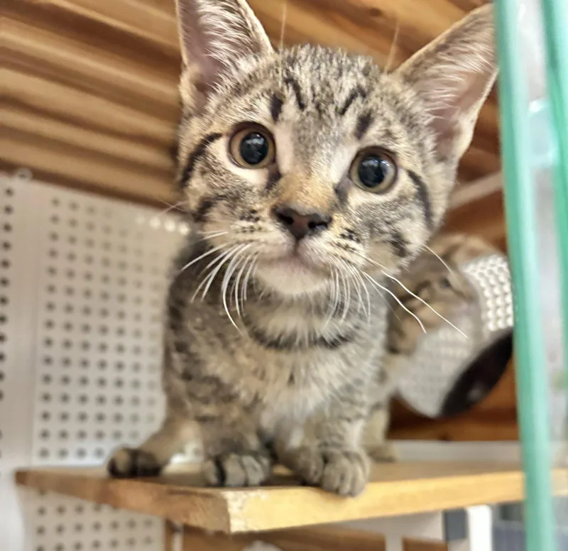 A baby small-sized male Domestic Short Hair cat named Rhaegal for adoption in Mission Viejo, CA