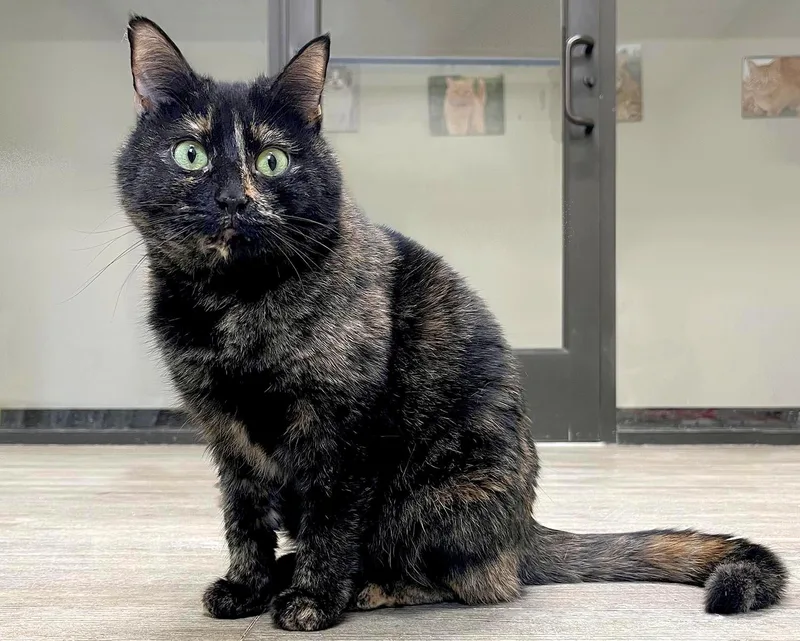 An adult medium-sized female Tortoiseshell Domestic Short Hair cat named Cleo for adoption in Cashiers, NC